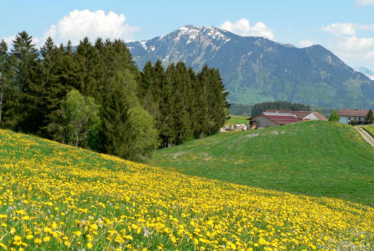 Sommerwiese in Akams im Allgäu
