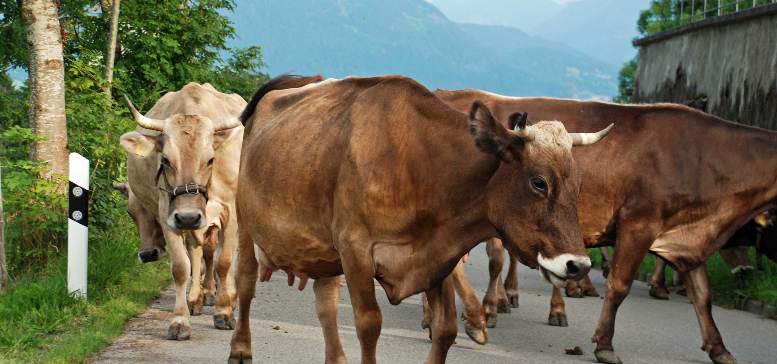 Unsere Kühe